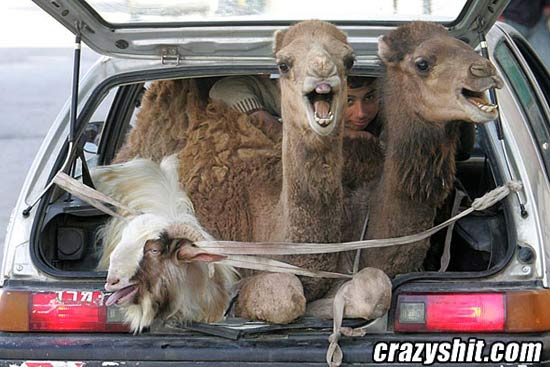 CamelBack Hatchback