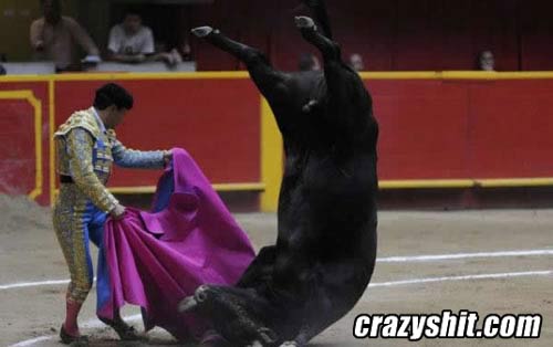 Bull Gymnastics