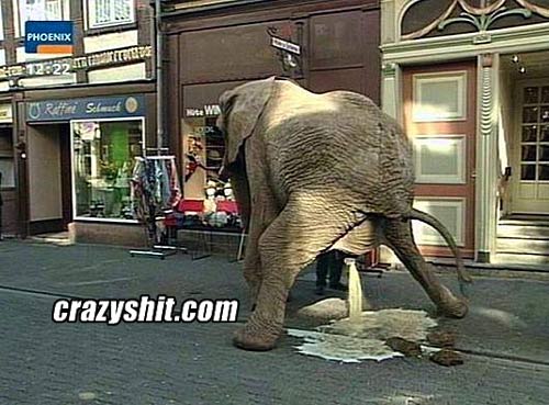 Elephant Shit Porn - CrazyShit.com | Elephant spray - Crazy Shit