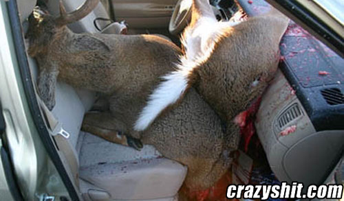 Dead Deer Prank