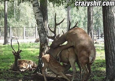 Deer Orgy