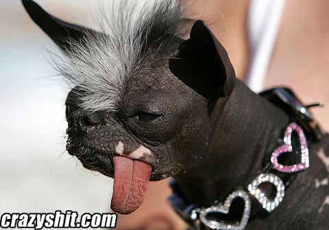 Ugliest Dog On The Planet