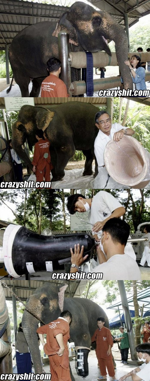 Elephant Gets a Prosthetic leg