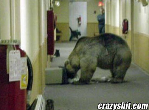 Bear in the hallway! Bear in T H E Hallway!