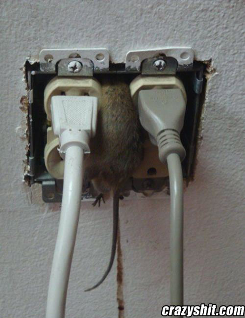A Mouse Plug? Are you crazy?