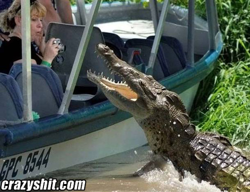 When Gators Attack!