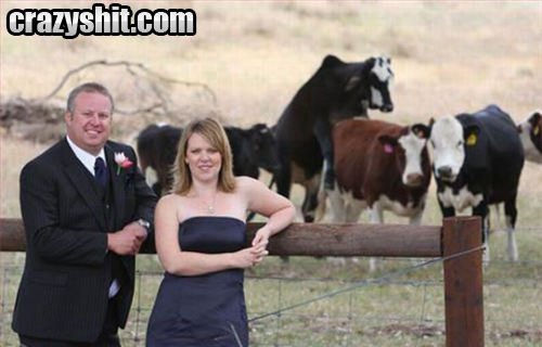 Humping Cow Photo Bomb