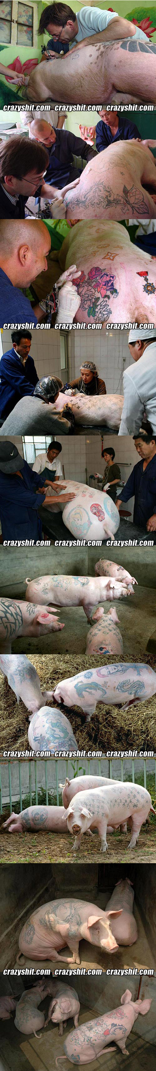 Sweet Pig Tattoos