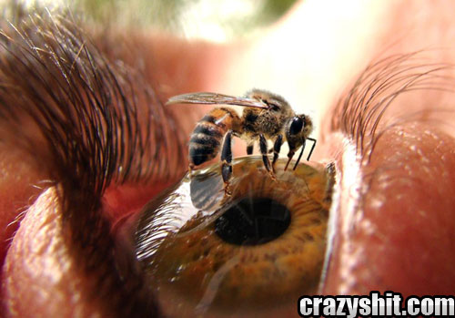 Hey Mr. Bee, Meet Mr. Eyeball