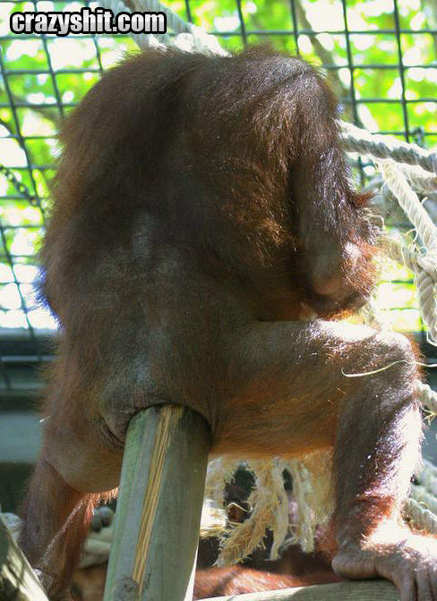 Orangutan Likes Anal