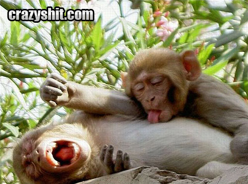 Lick That Monkey