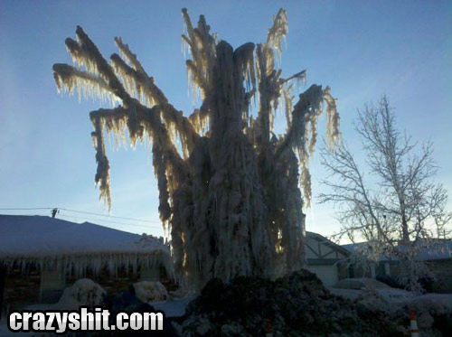 Check Out My New Ice Tree