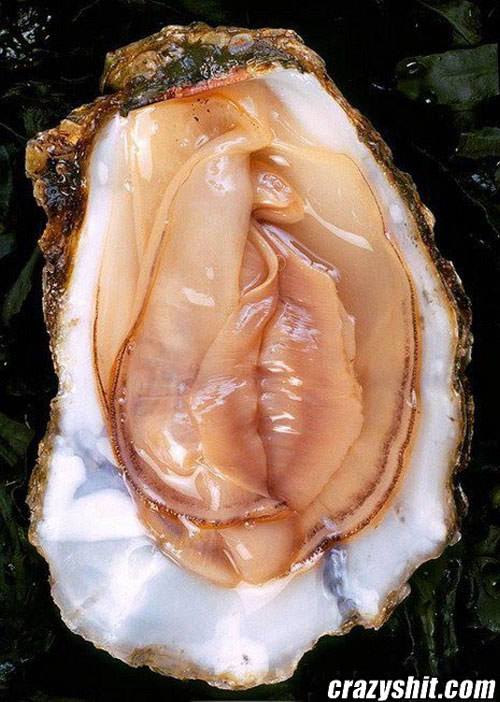 Would you Eat This Clam?