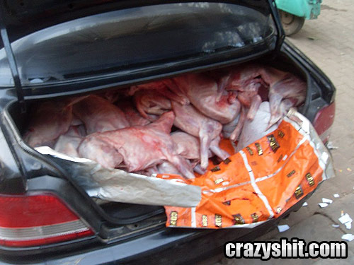 What's That In Your Trunk?