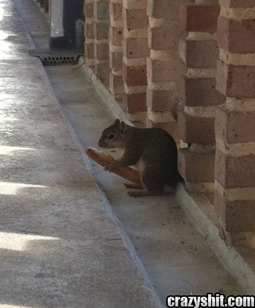 This Squirrel Is Packing Heat