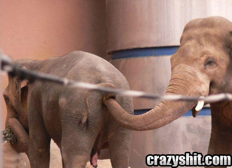 Elephant Anal Action Aka Trunking