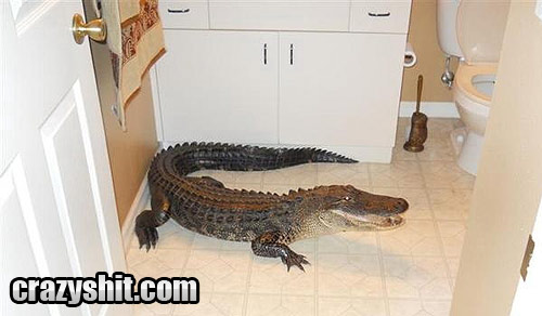 Gators Don't Use Toilets