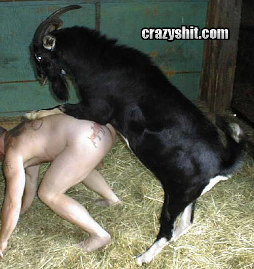 Goat Porn - CrazyShit.com | What A Dirty Goat Fucker - Crazy Shit