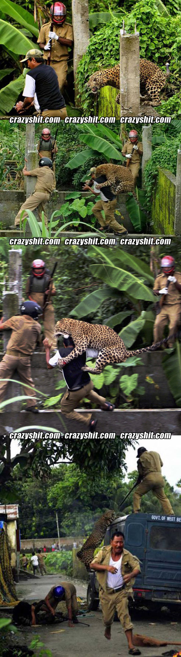 Attack Of The Leopard