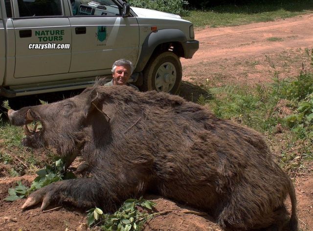 This is one fucking huge wild boar