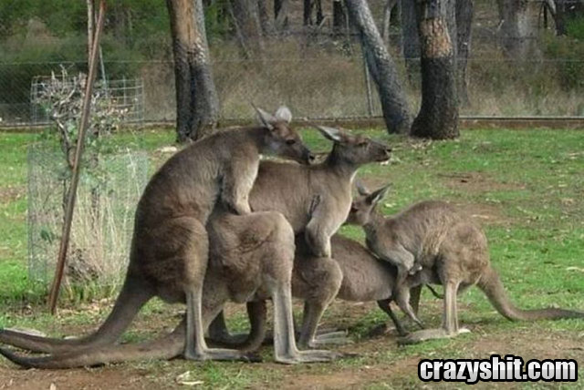 Cum To The Kangaroo Orgy