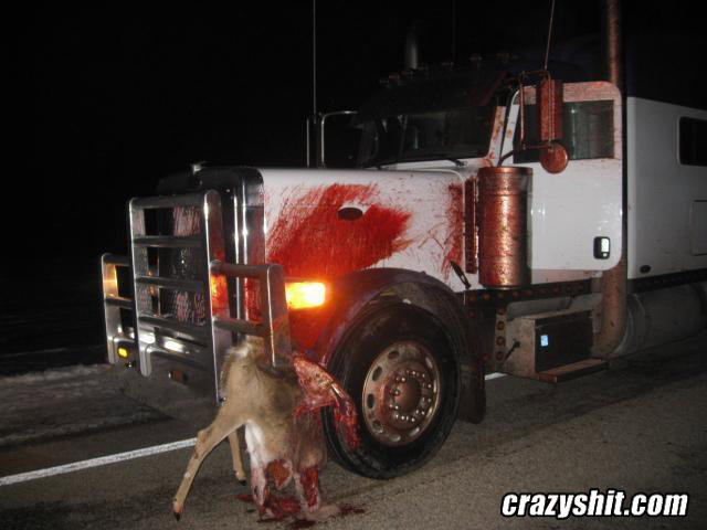 Oh Deer, My Truck Is A Mess