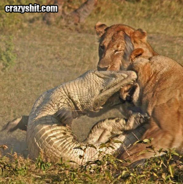Lions VS. Crocodile