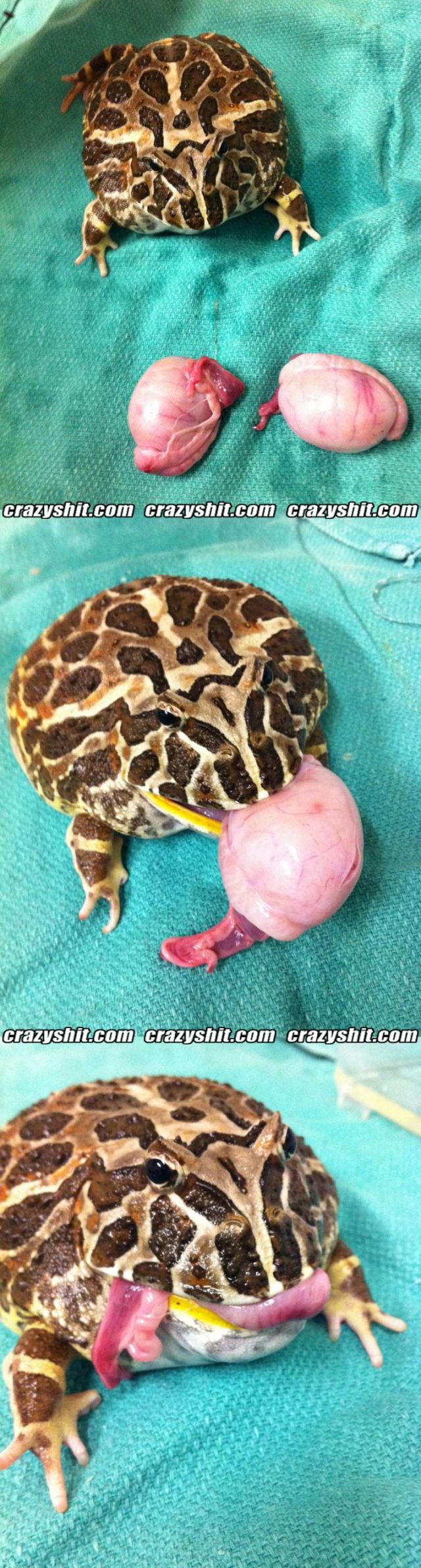 Balls Eating Toad