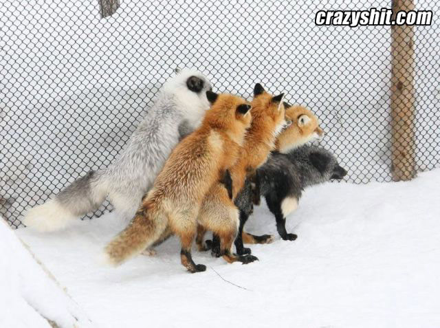 Interracial Fox Orgy