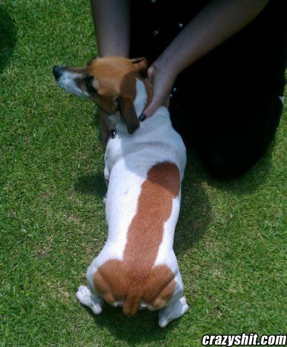 Penis Dog is Awesome