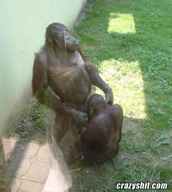 Suck My Orangutan Wang
