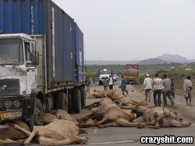 So Many Dead Camels