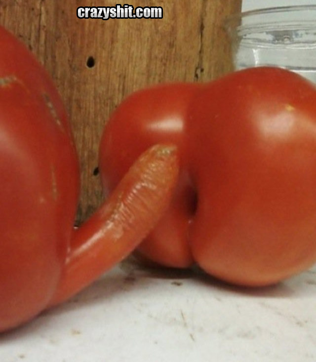 Hot Sexy Tomato Action