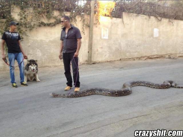 Go walk the snake???