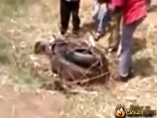 CrazyShit.com | Bad day in Africa - Crazy Shit