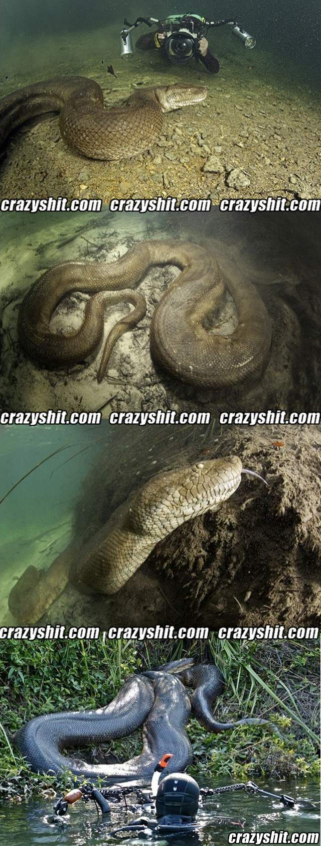 That's a big-ass snake!