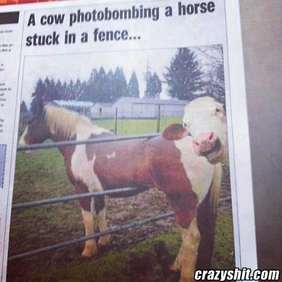 Even Cows Photo bomb