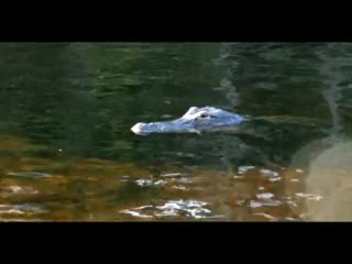 CrazyShit.com | Week In Crazyshit: Gator In The Everglades - Crazy Shit