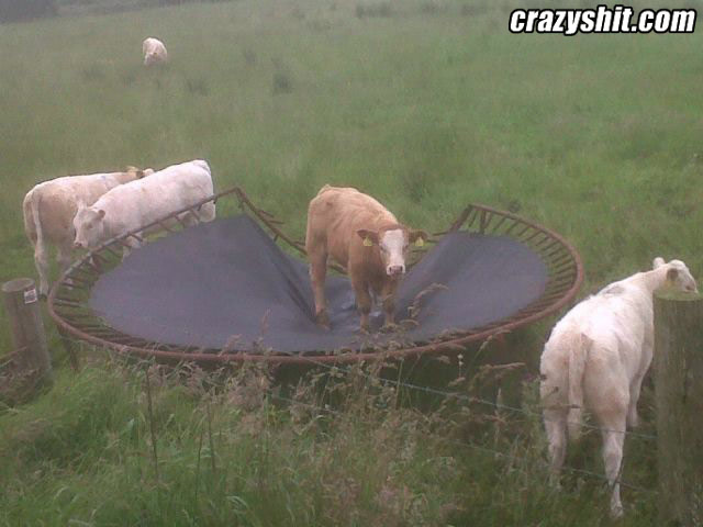 Cows Like To Bounce Too