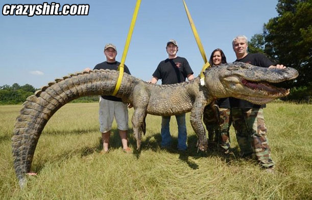 Huge Fucking Gator
