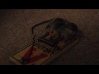 CrazyShit.com | Week In Crazyshit: Mouse Trap - Crazy Shit
