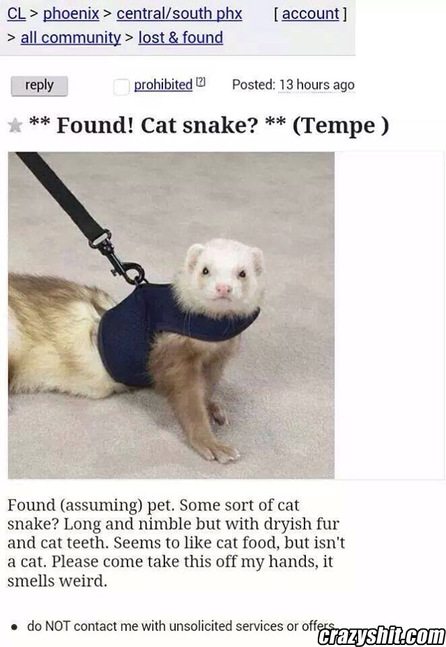 Lost pet found