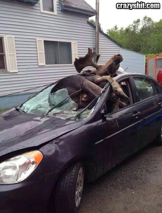 Moose Can't Drive
