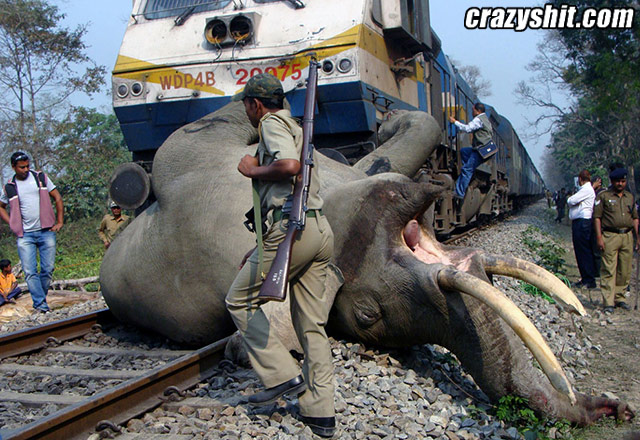 Train VS. Elephant