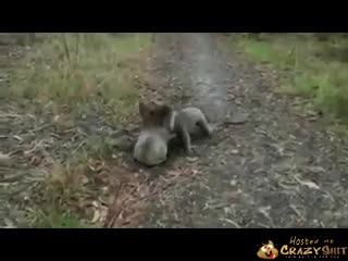 CrazyShit.com | Australijska gwiazda wurl-hopu