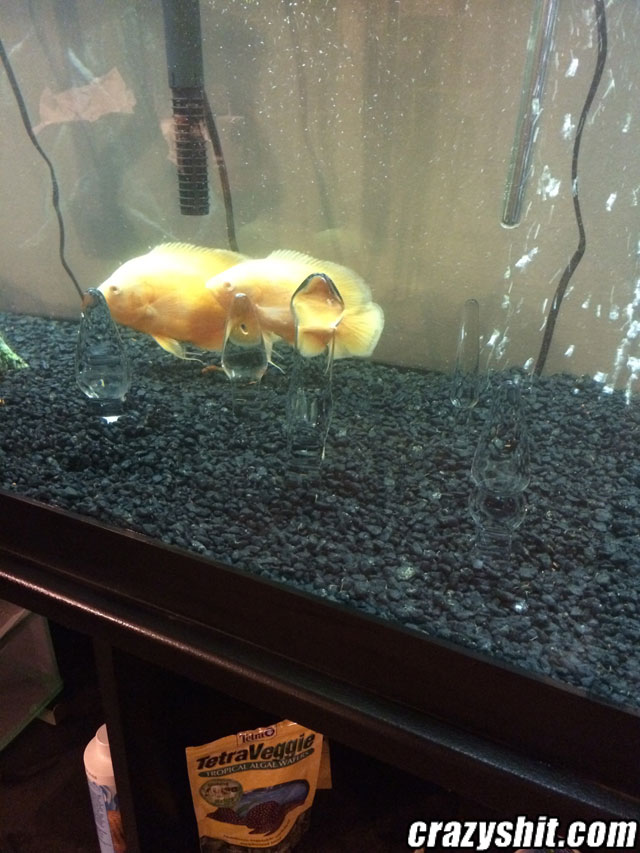 A CS member's new aquarium