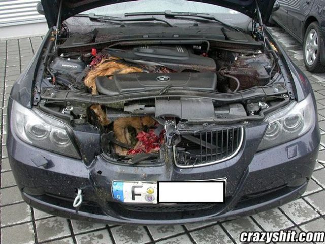 That's a Foxy BMW