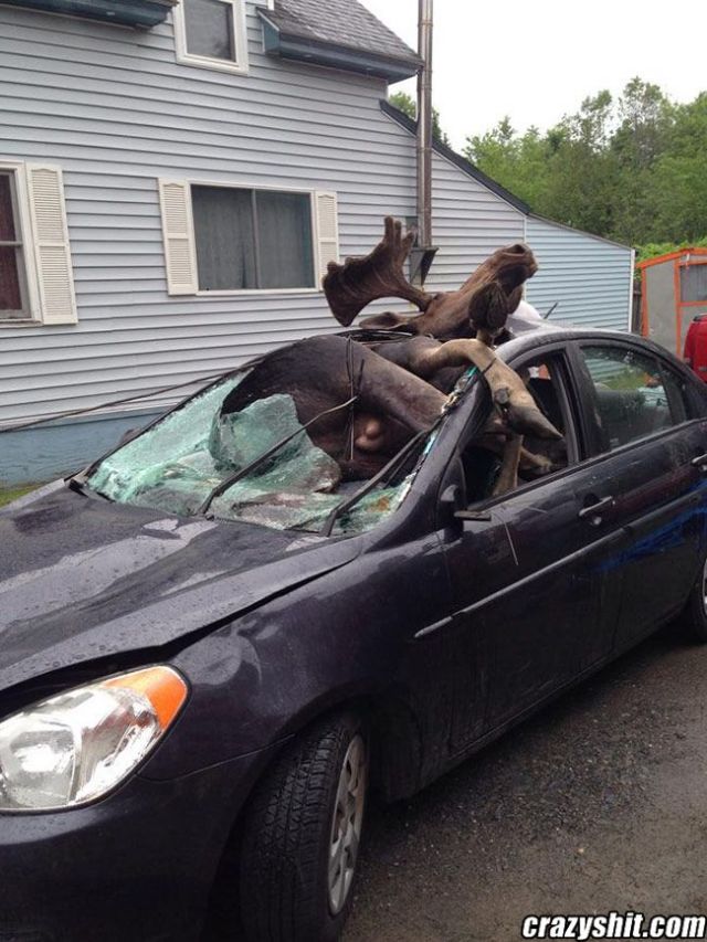 Go Home Moose Your Drunk