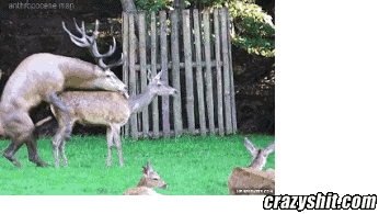 CrazyShit.com | Prepare Your Anus Deer - Crazy Shit!