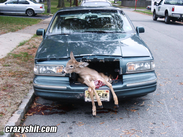 Oh Deer They Killed Bambi